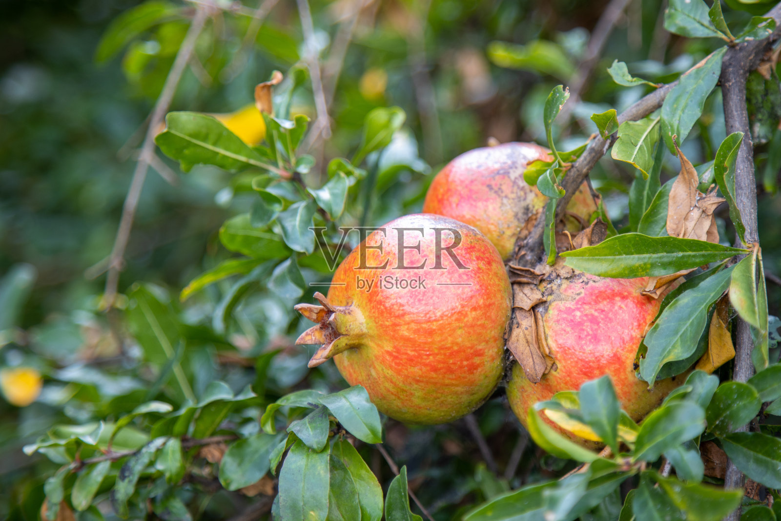 石榴三重唱挂在有机农家的树枝上照片摄影图片