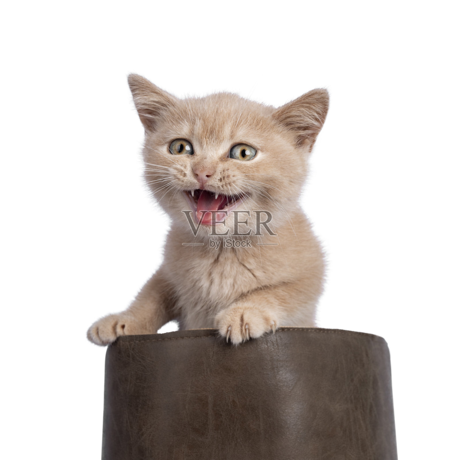 奶油英国短毛小猫在白色的背景照片摄影图片