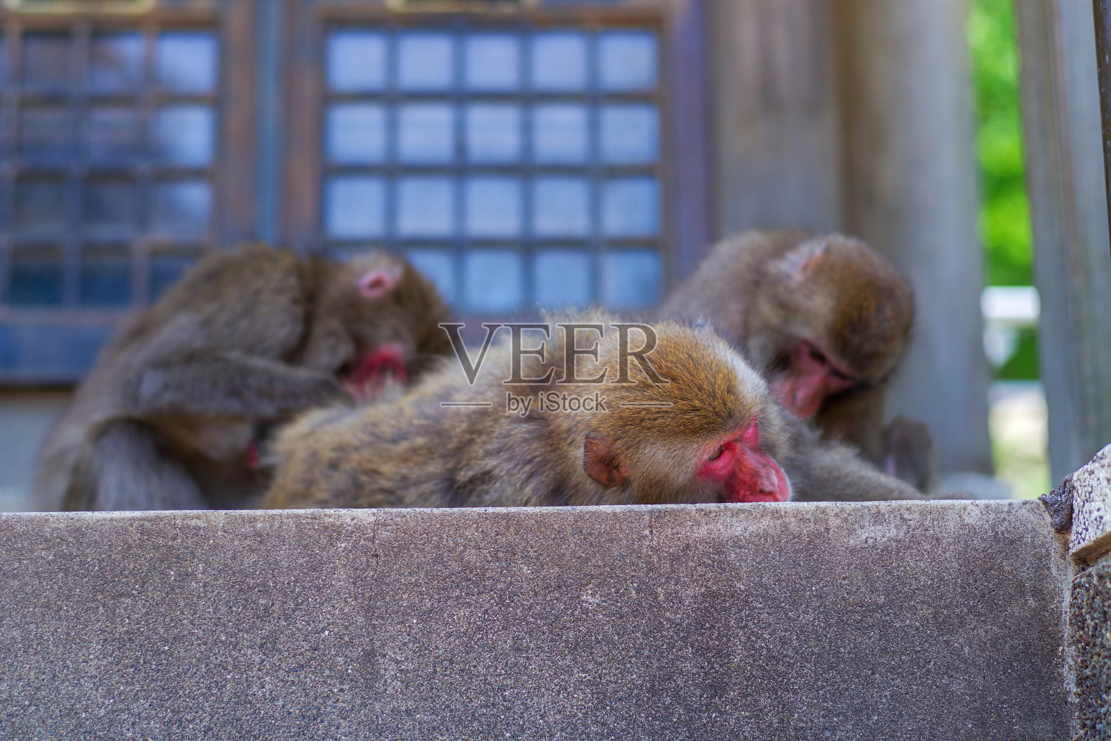 日本猕猴照片摄影图片