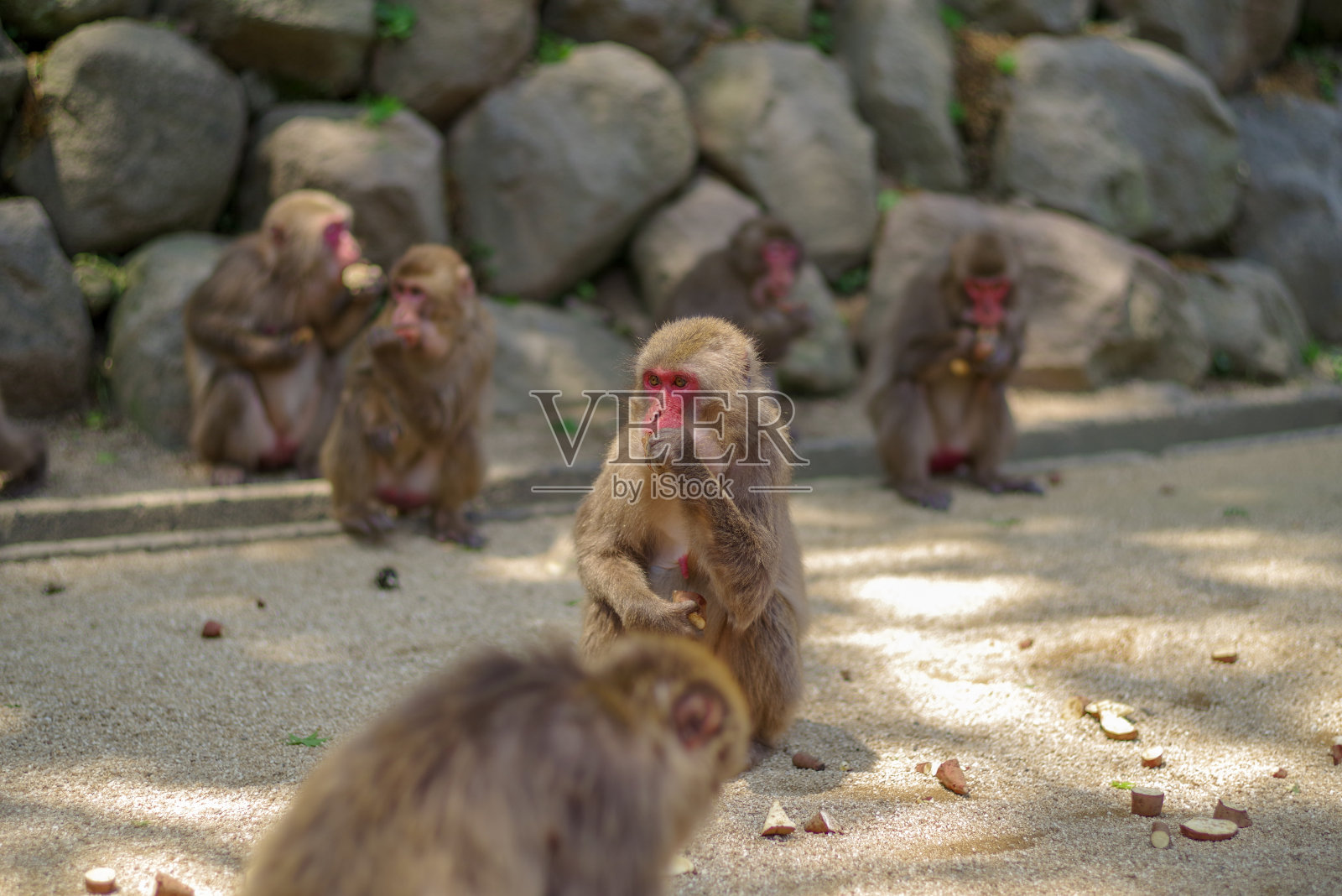日本猕猴照片摄影图片