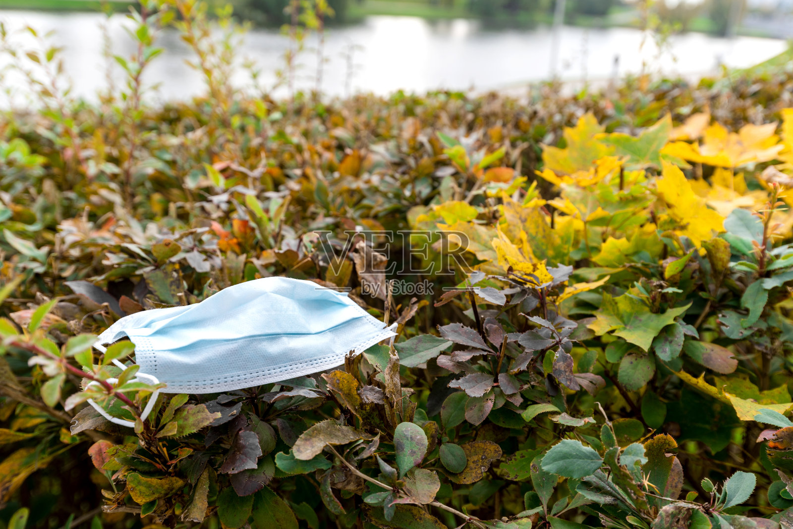 口罩躺在城市公园的灌木丛中。照片摄影图片