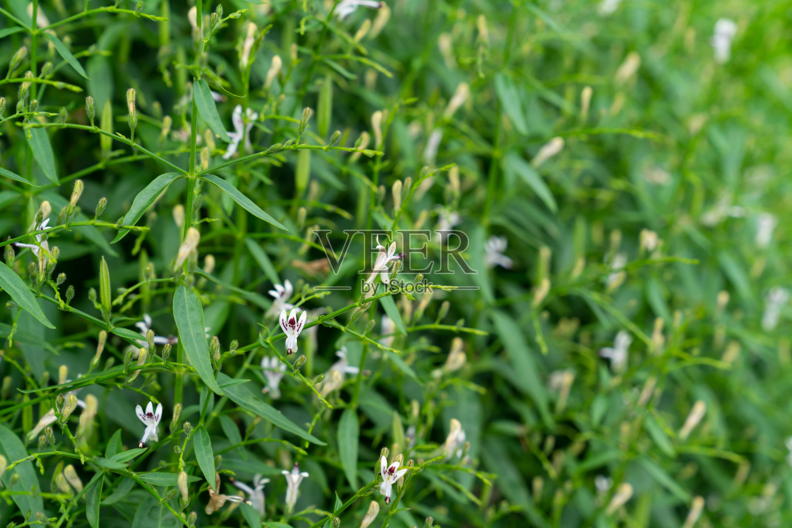 草本植物抗病毒，穿心莲属植物照片摄影图片