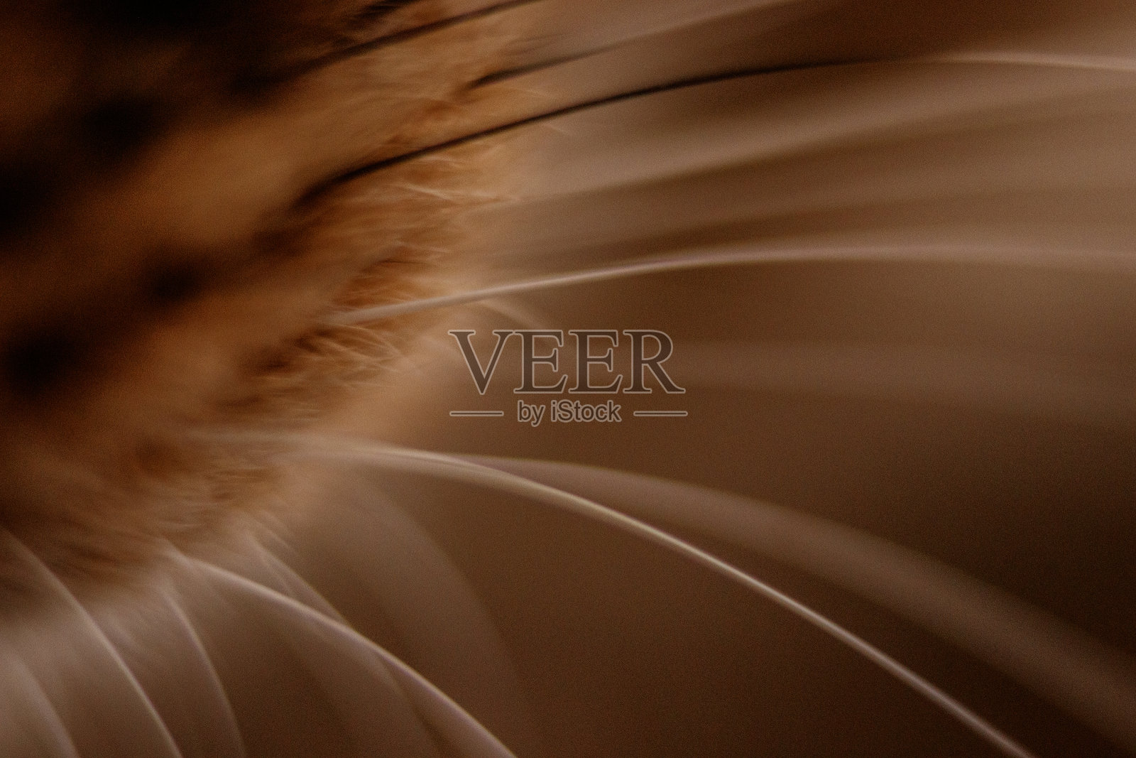 猫须照片摄影图片