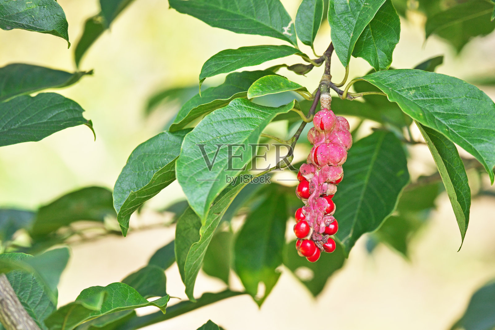 玉兰科布斯照片摄影图片