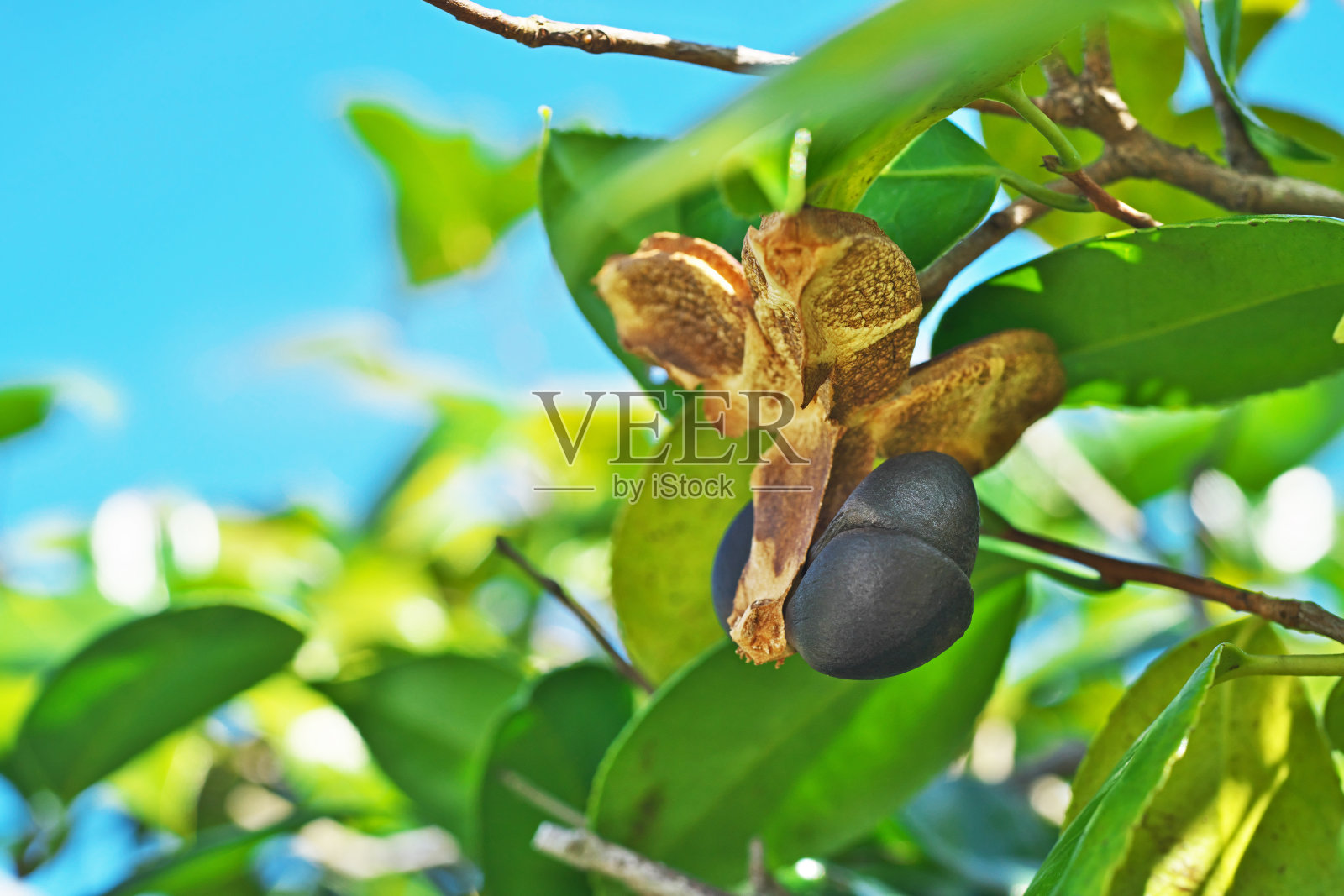 山茶照片摄影图片