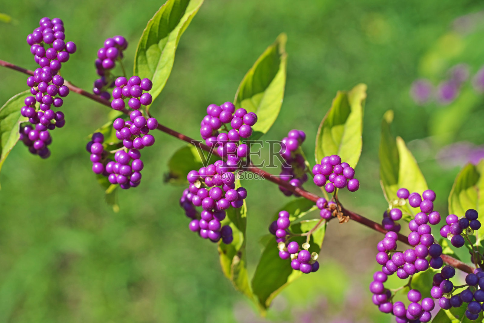 Callicarpa粳稻照片摄影图片