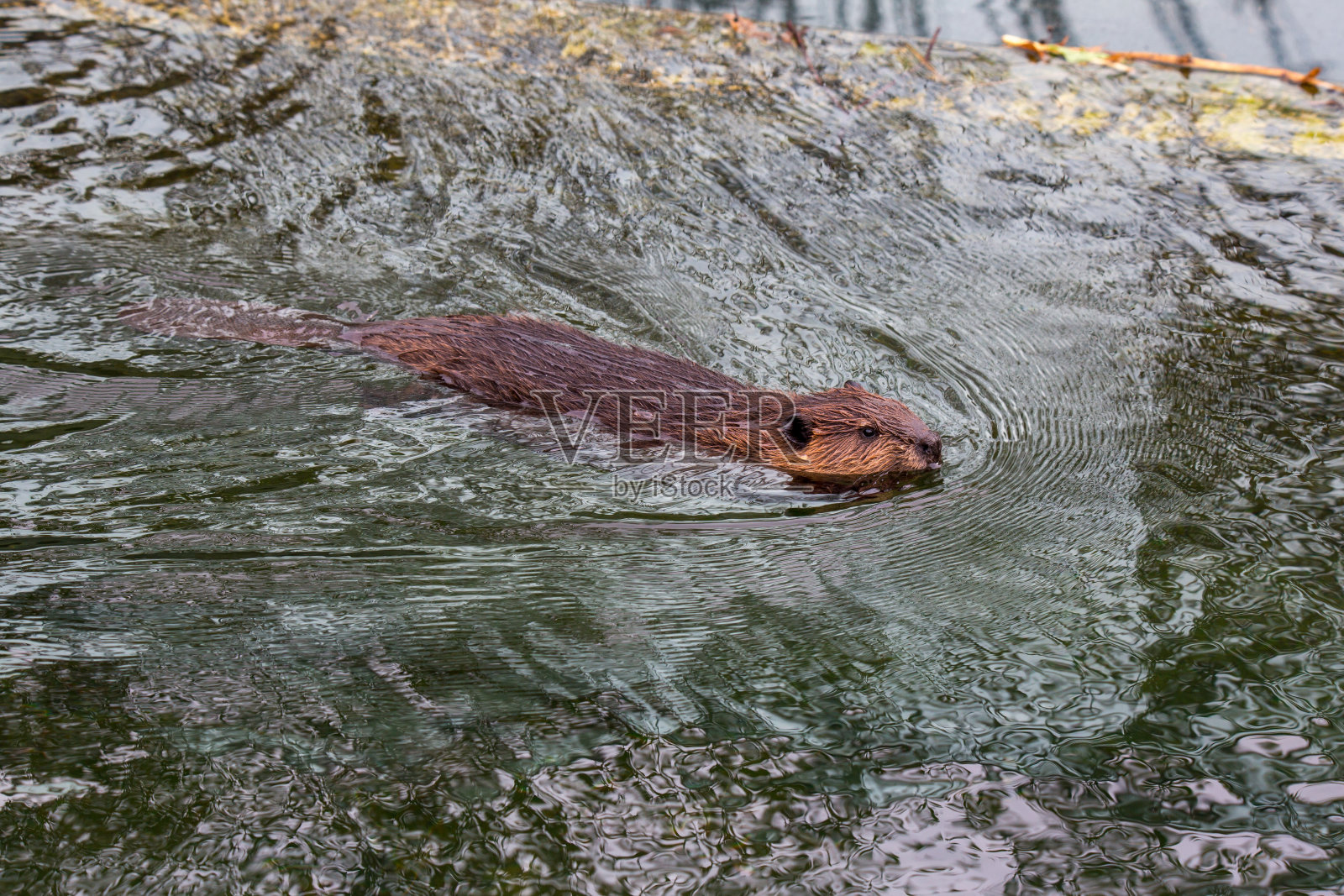 浮动的海狸照片摄影图片