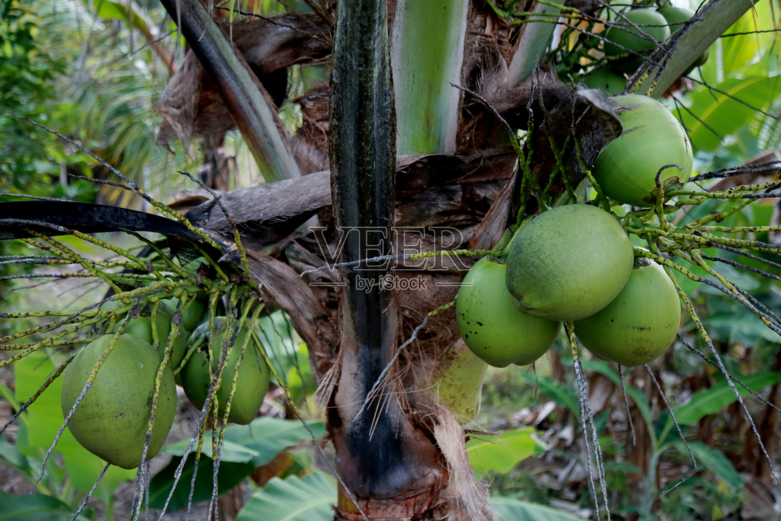 在巴伊亚的椰子种植园照片摄影图片