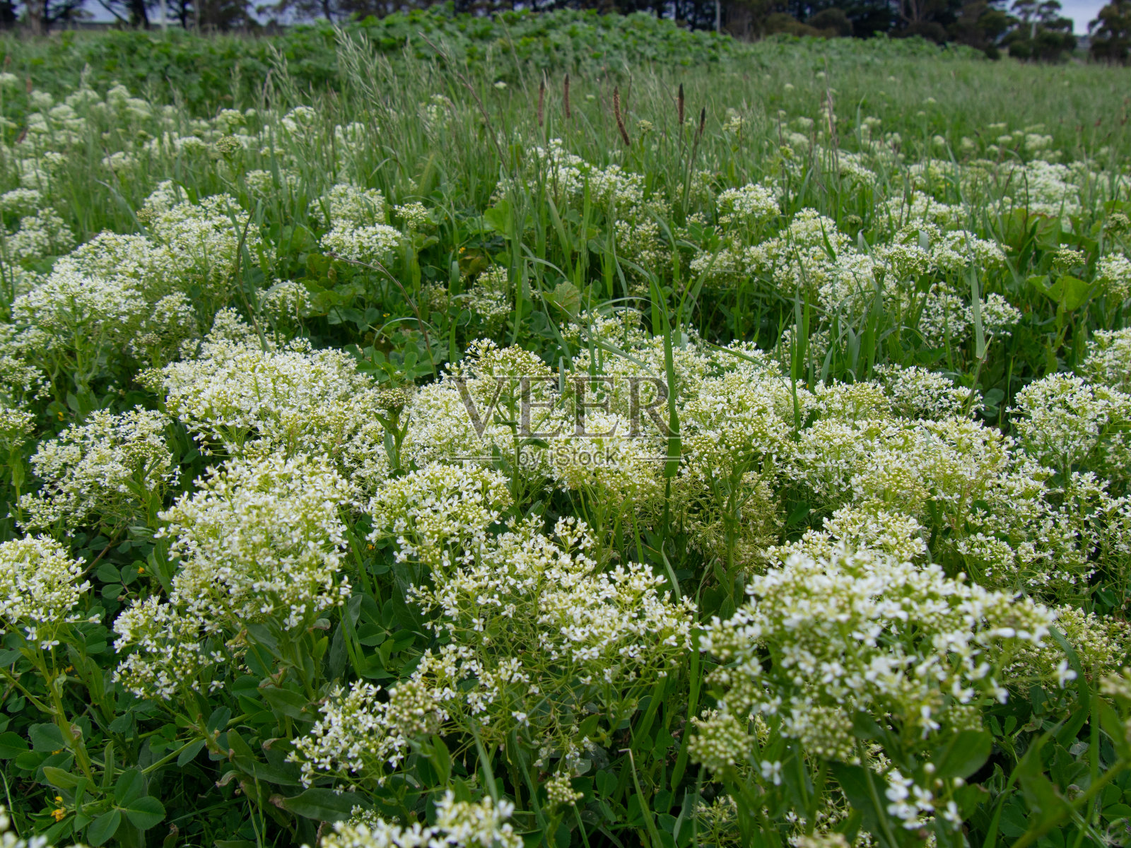 美丽的白色花坛照片摄影图片