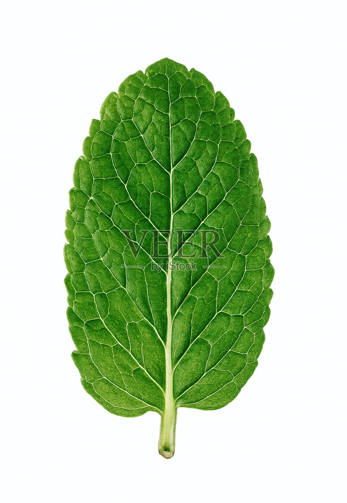 新鲜薄荷叶孤立在白色背景上照片摄影图片