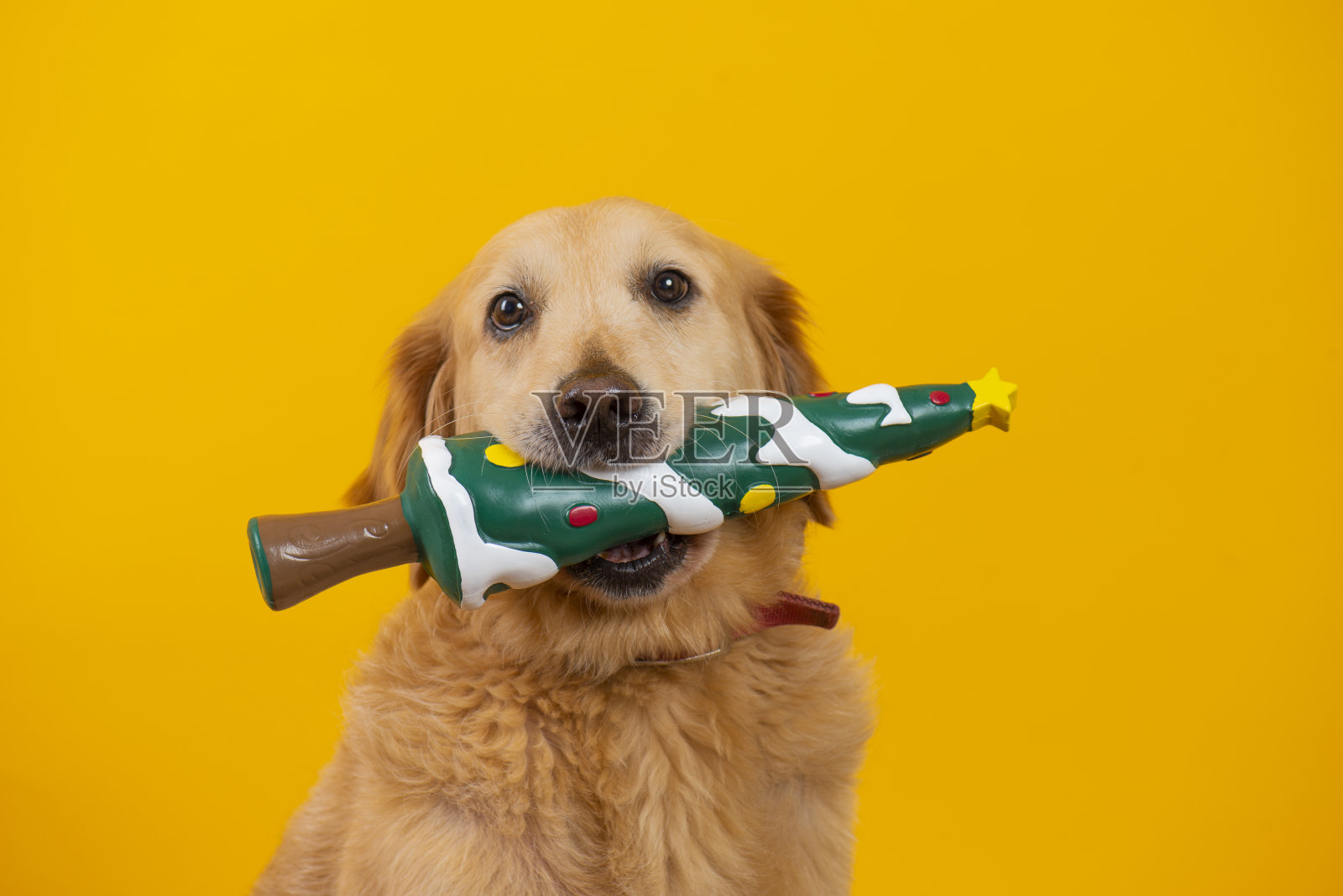 金毛猎犬和玩具圣诞树照片摄影图片