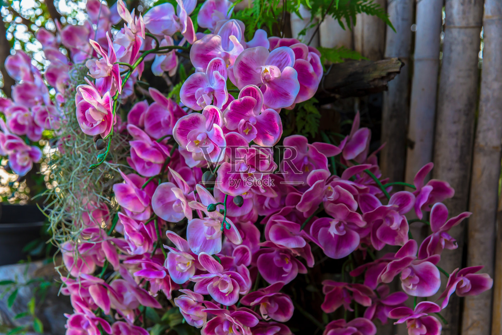 兰花，大花蕙兰，花，蛾兰，植物照片摄影图片