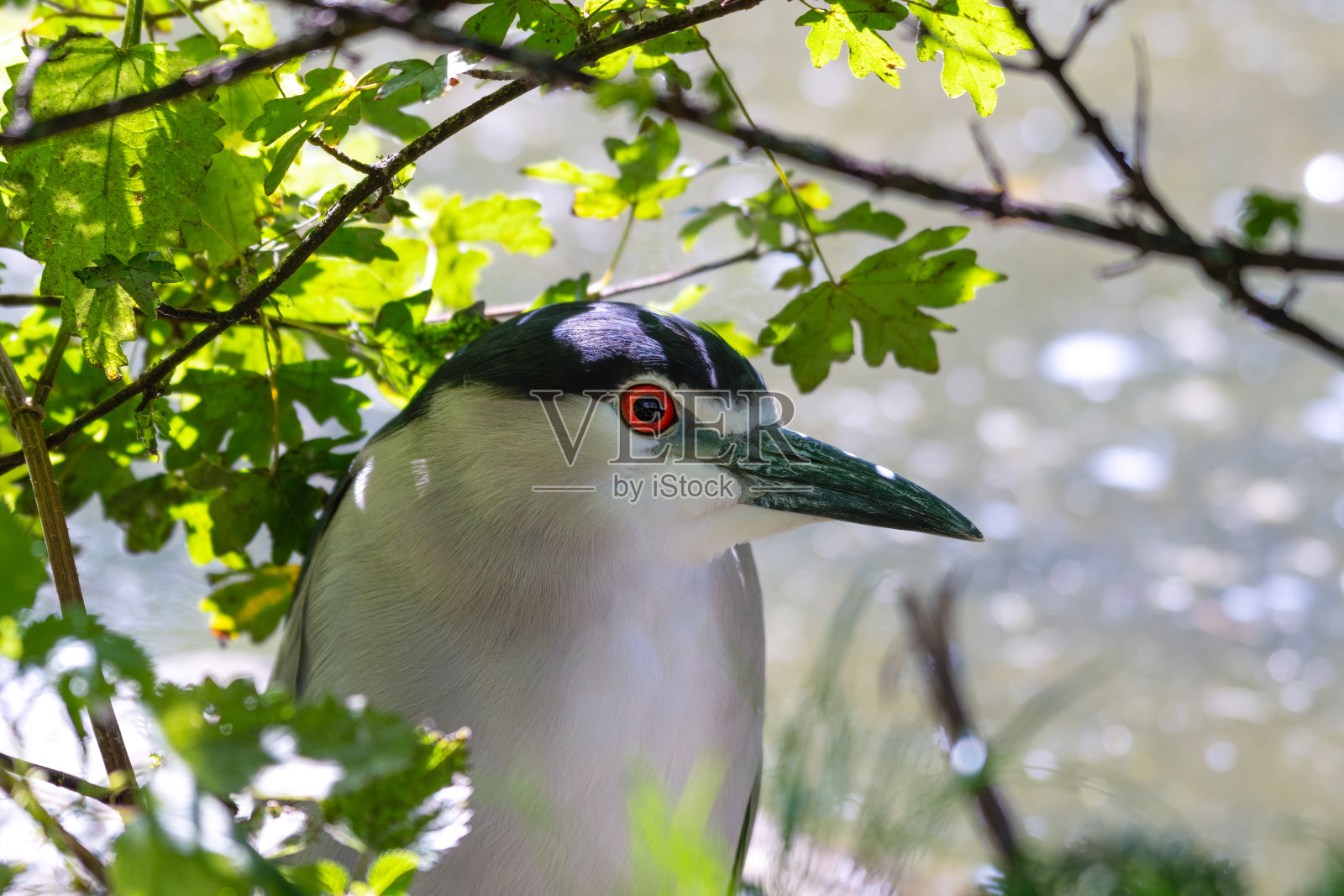 近距离观察隐藏在河边灌木丛中的黑冠夜鹭照片摄影图片