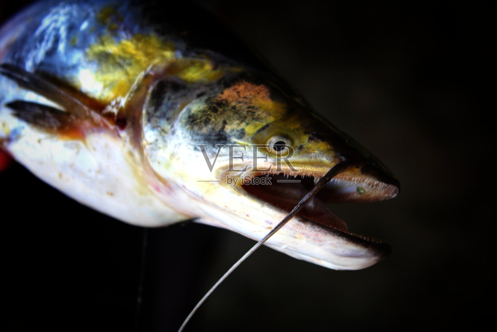 Wallago attu(淡水鲨鱼)鱼近距离观察危险的巴利哈鲶鱼锋利的牙齿照片摄影图片