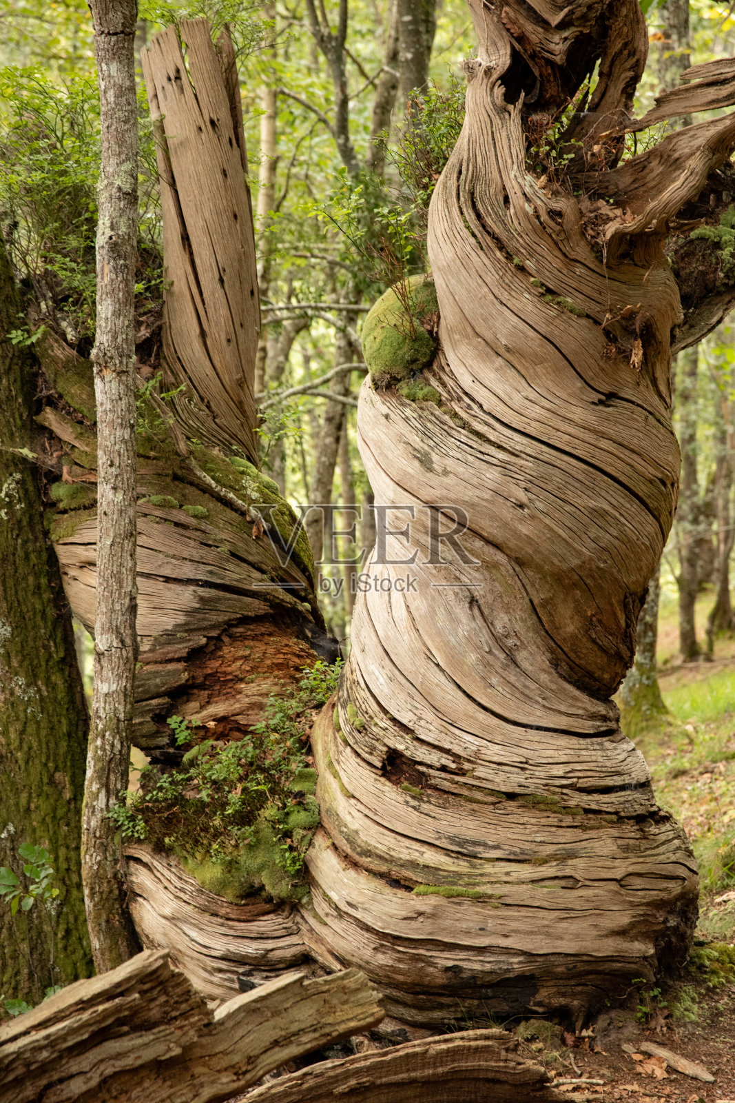 螺旋状的树干照片摄影图片