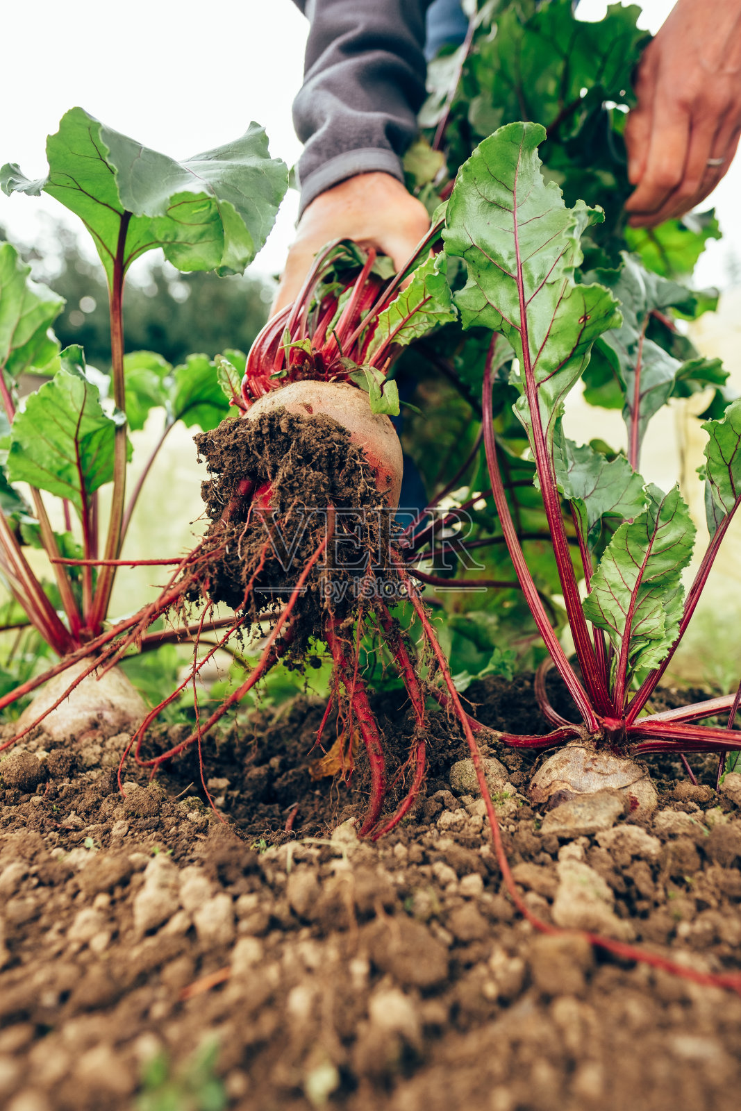在菜园中收获甜菜根照片摄影图片