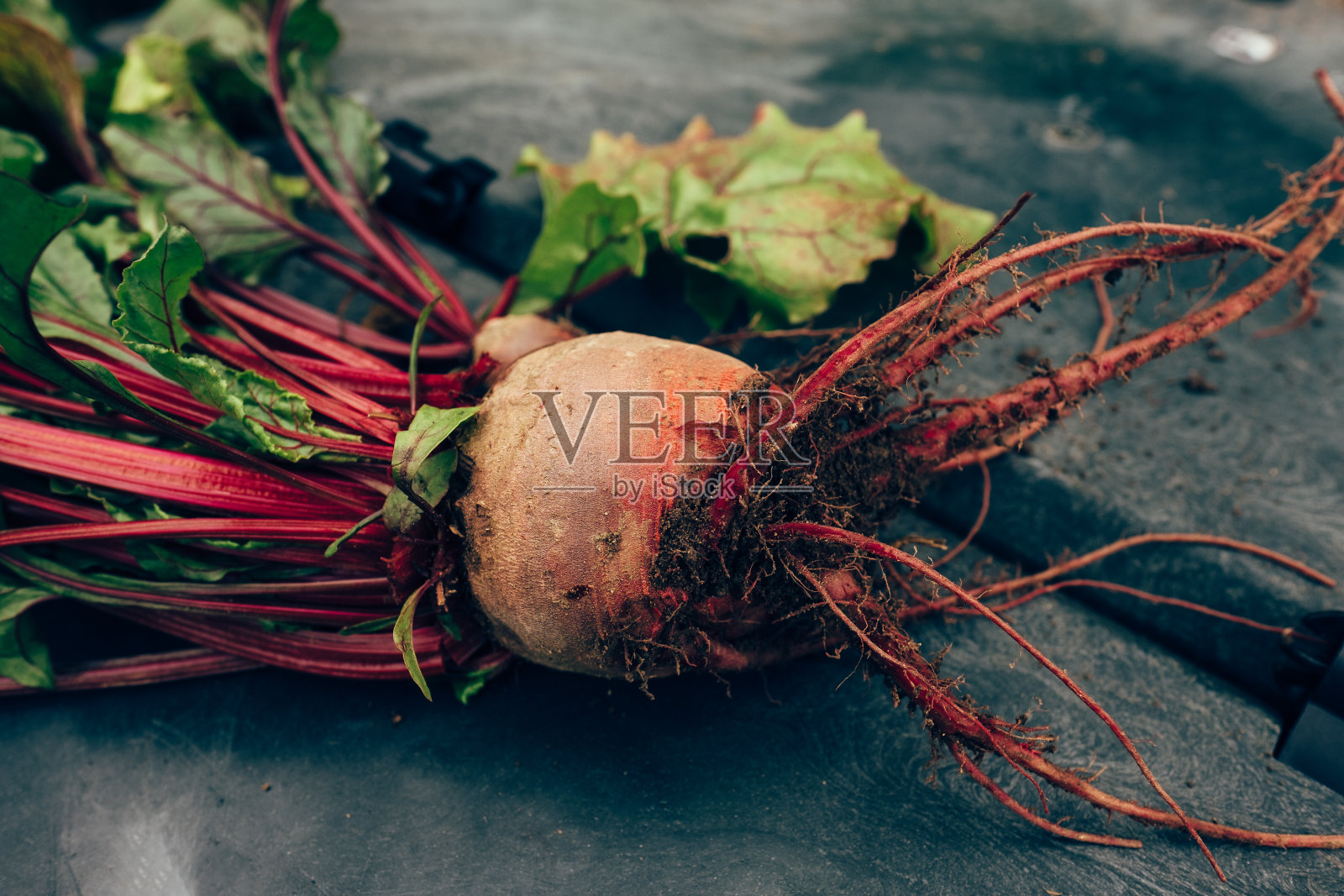 从菜园收获的甜菜根照片摄影图片