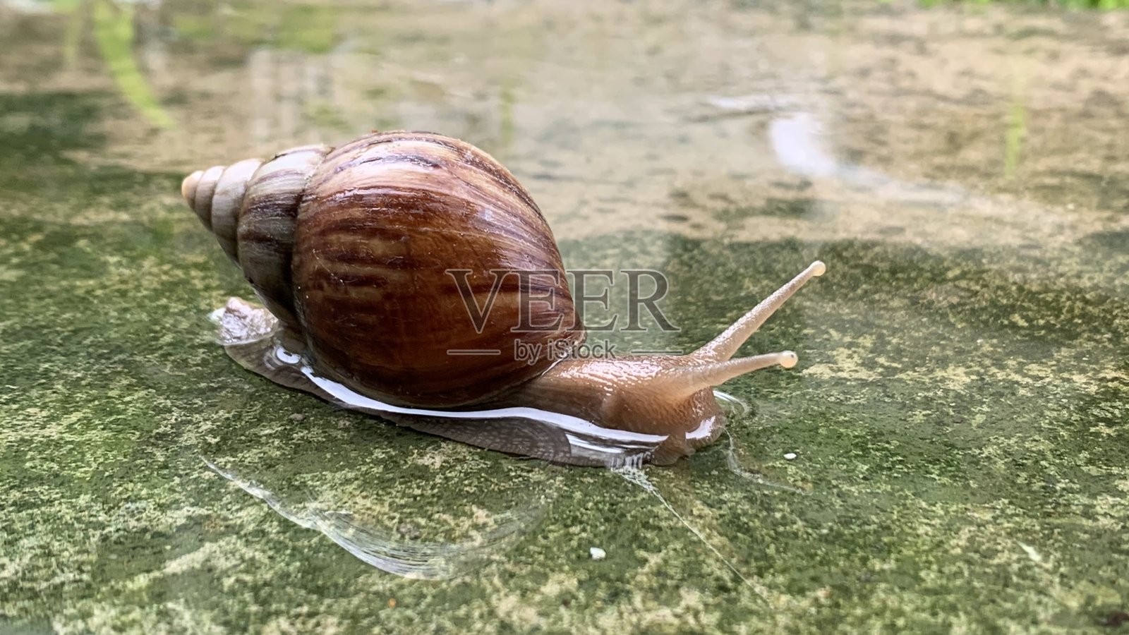 阿查蒂娜蜗牛照片摄影图片