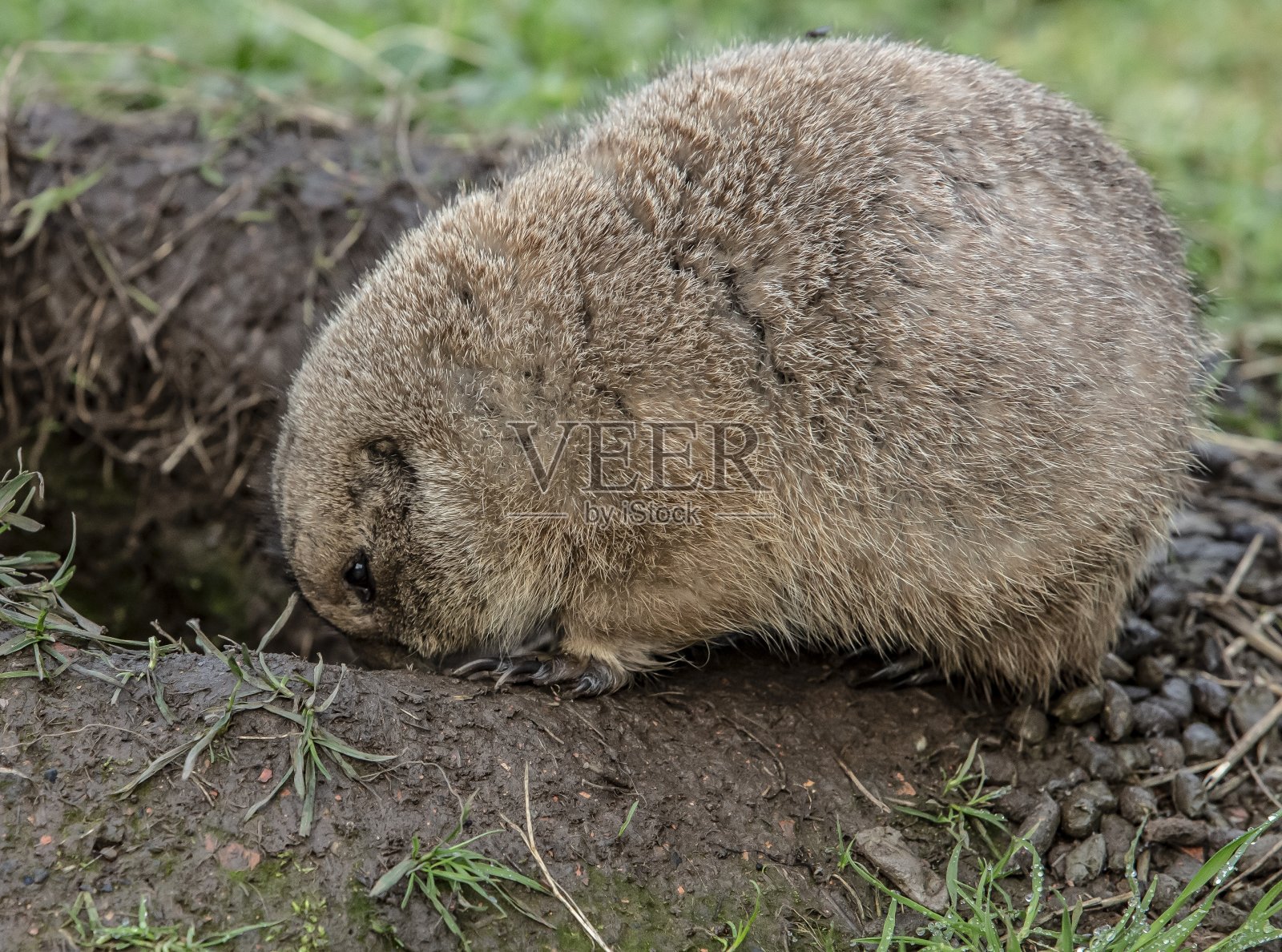 忙碌的草原土拨鼠:守卫巢穴。照片摄影图片