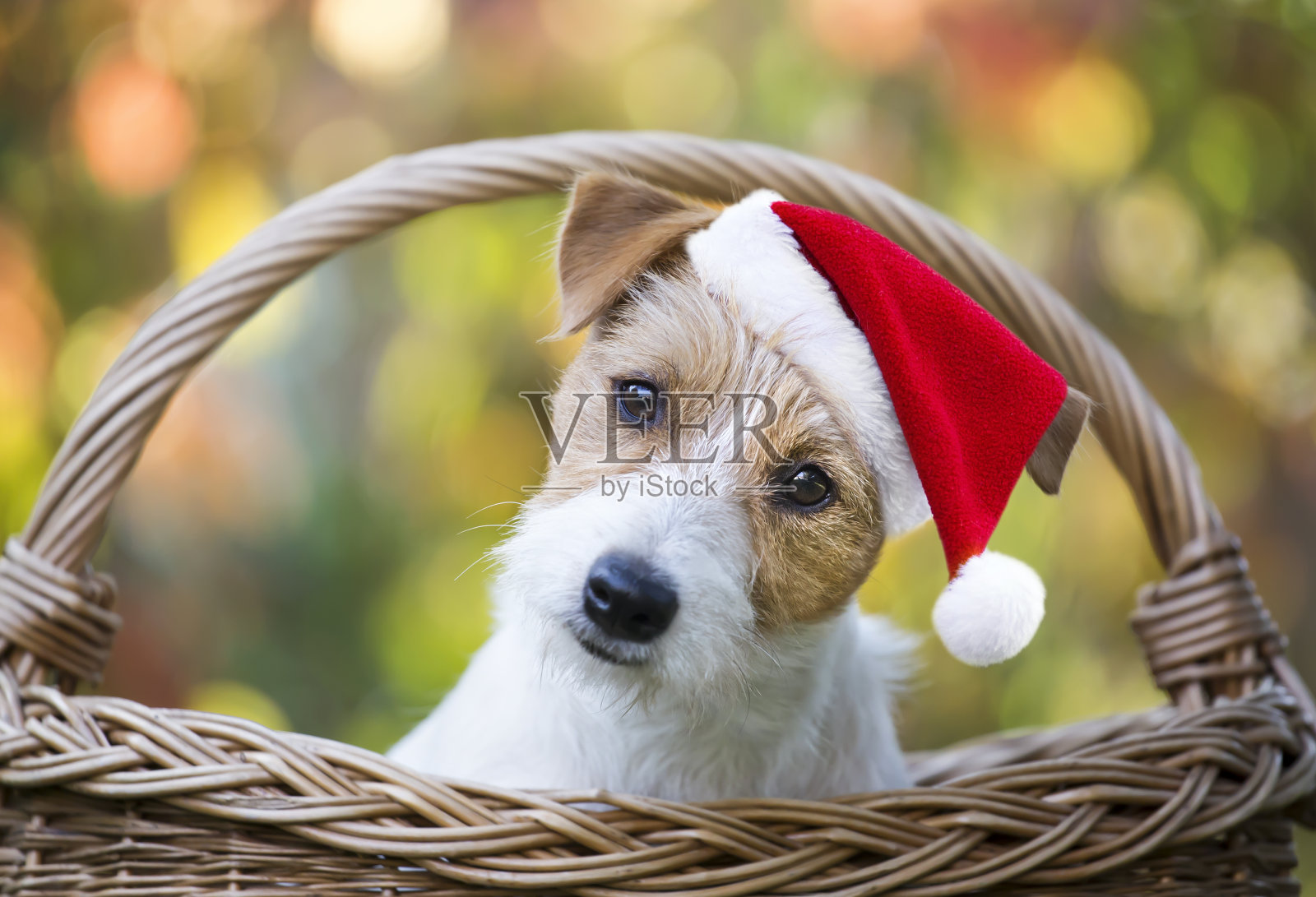 圣诞快乐，宠物狗小狗微笑照片摄影图片