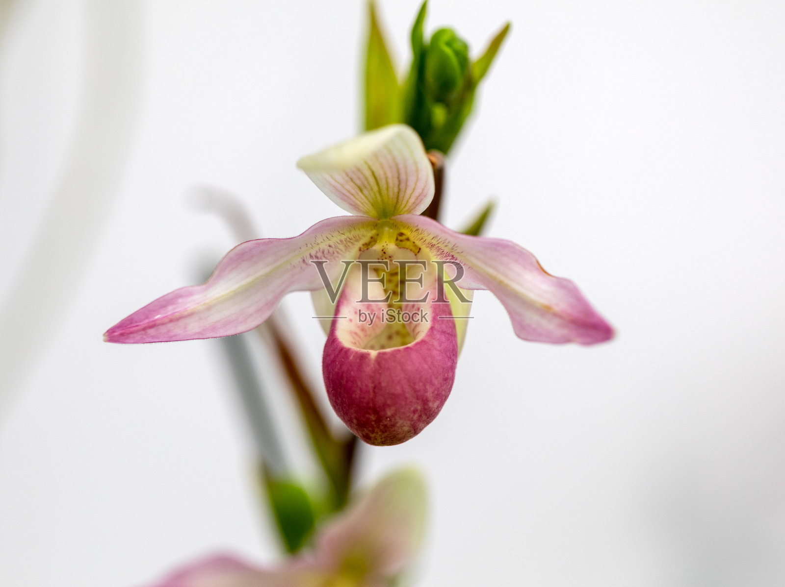 近距离观赏美丽多彩的兰花花照片摄影图片