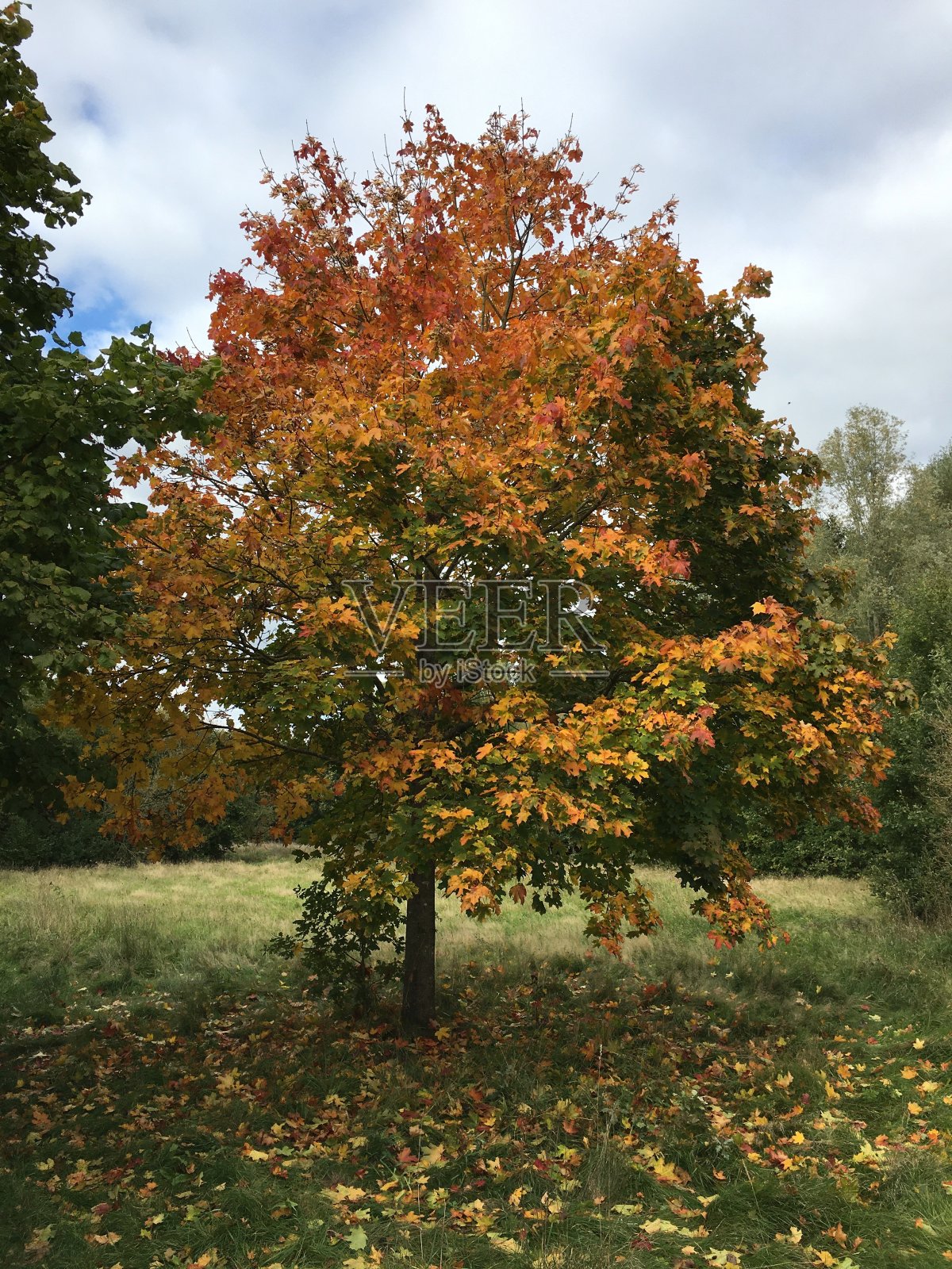 不来梅秋天长着橙色叶子的栗树照片摄影图片