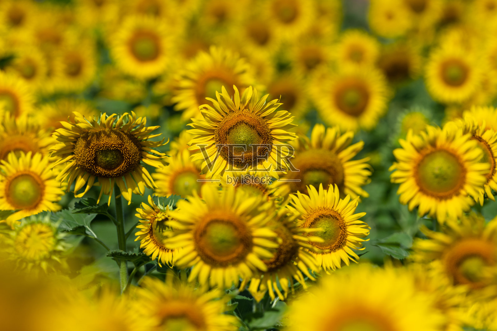 田野里美丽的向日葵照片摄影图片