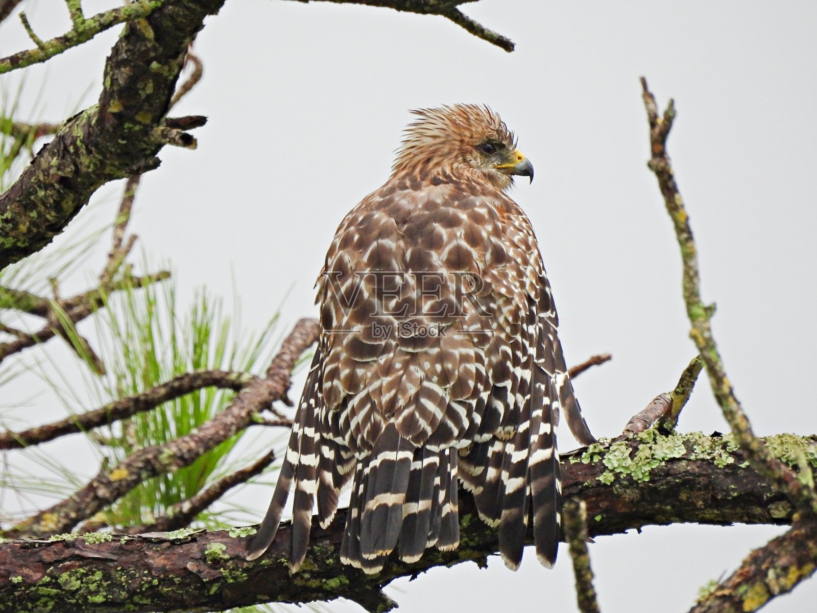 红肩鹰栖息在一棵树上，后视图照片摄影图片