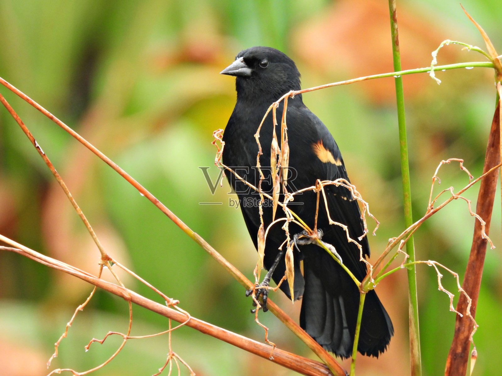 红翅黑鹂，雄鸟栖息在树枝上照片摄影图片