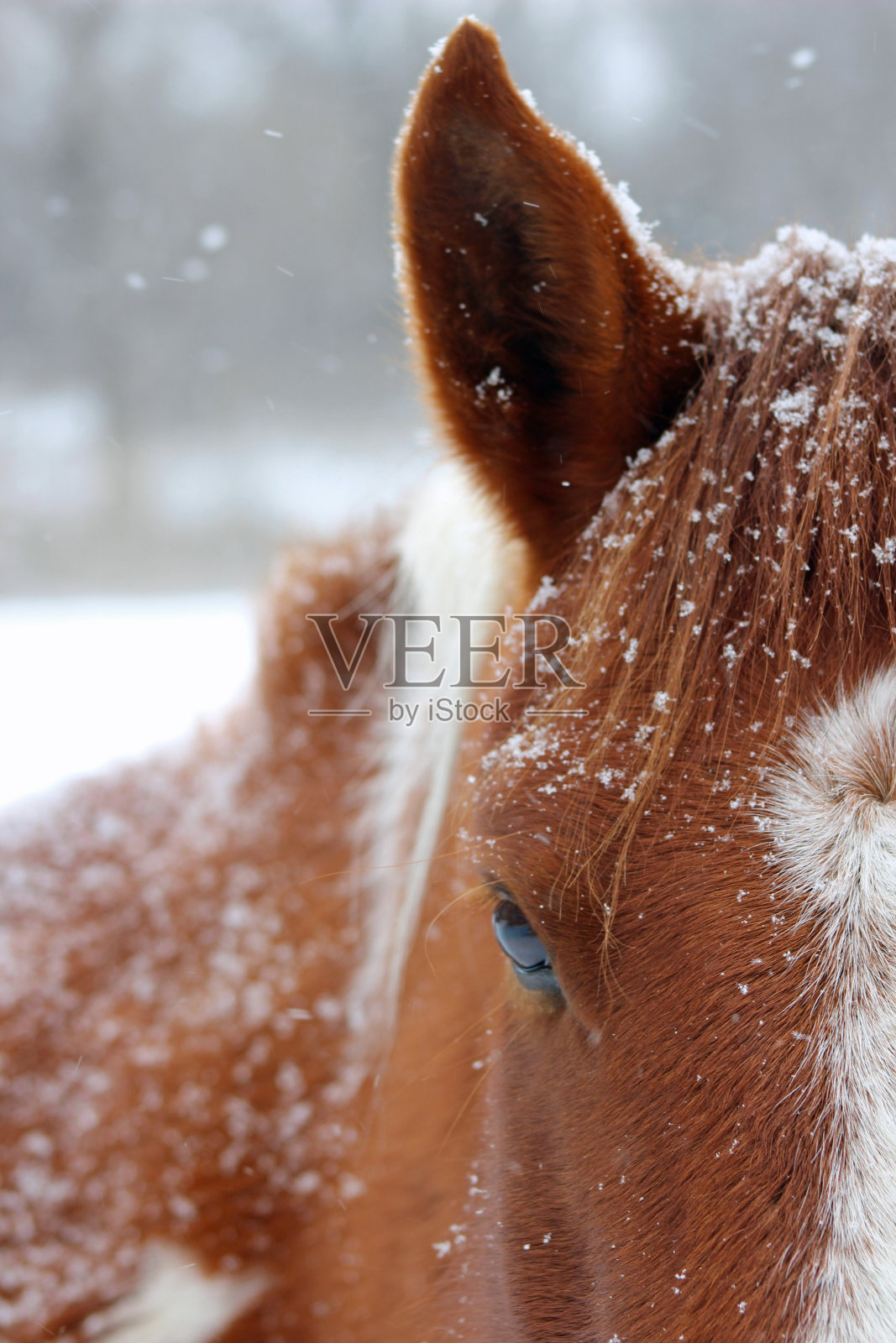 那是什么?照片摄影图片