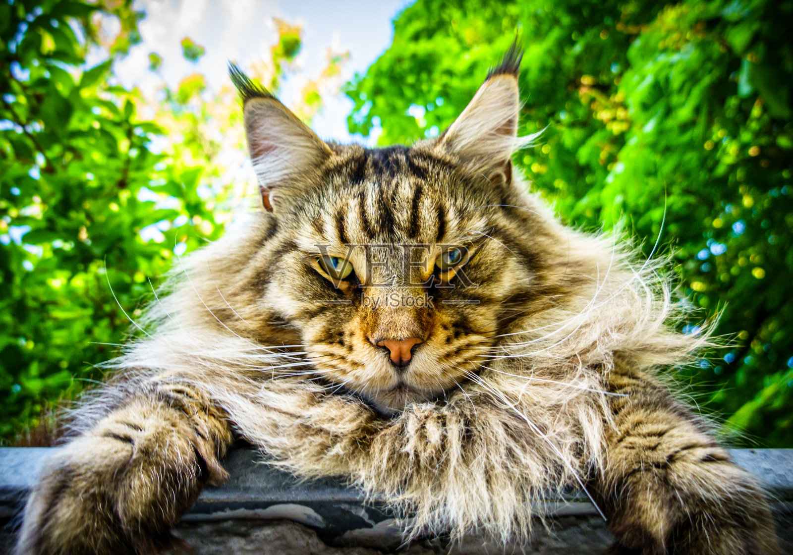 街上的一只好猫照片摄影图片