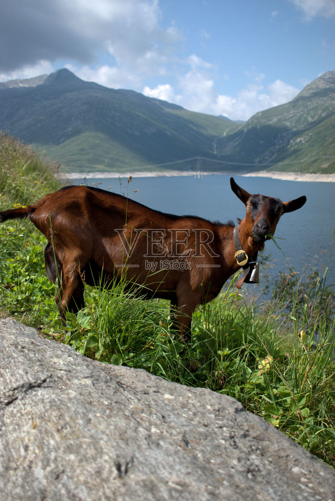 2020年7月30日，瑞士Lukmanierpass上的山羊照片摄影图片