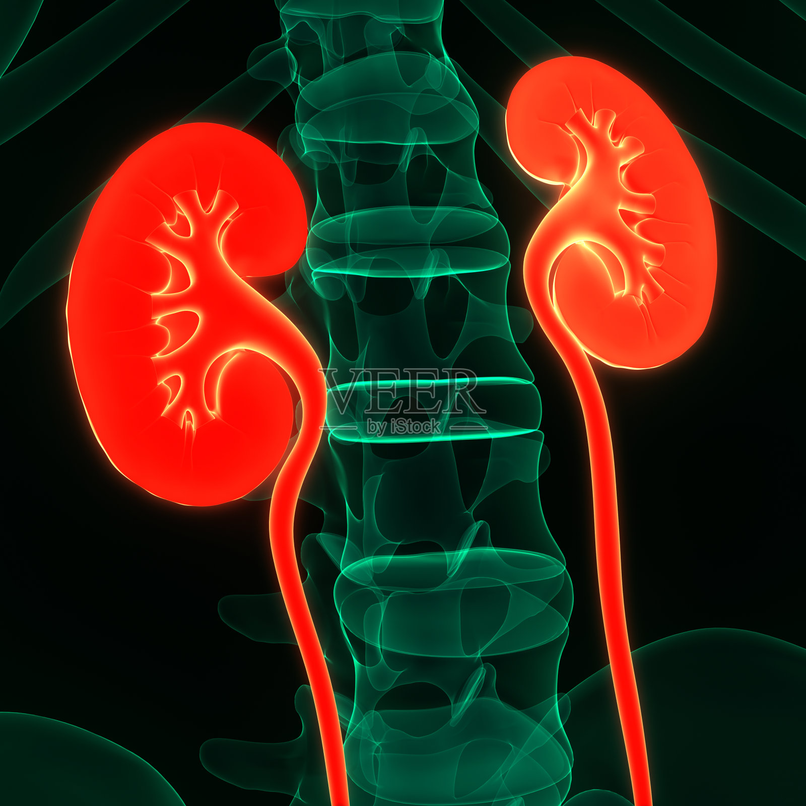 人体泌尿系统及肾脏解剖照片摄影图片