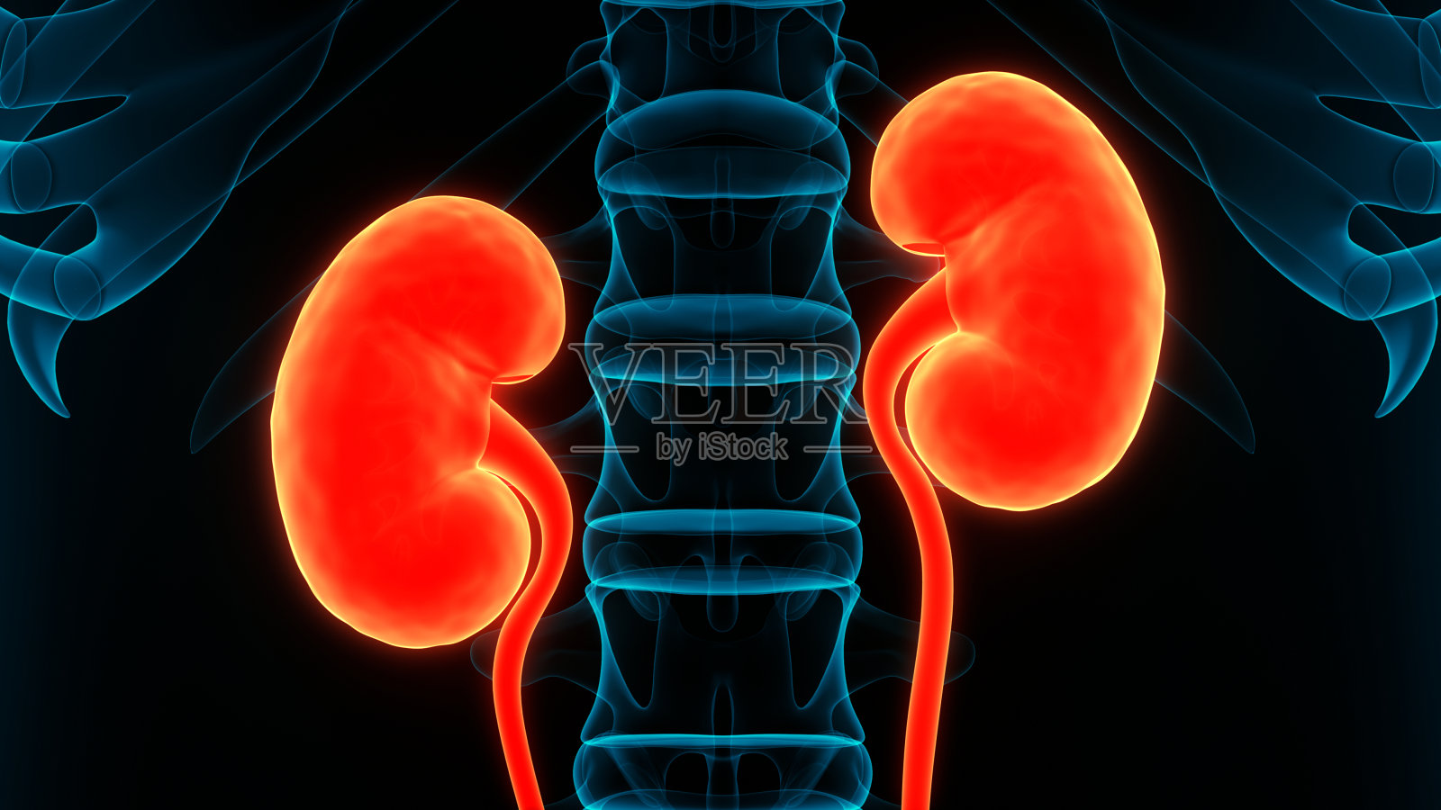 人体泌尿系统及肾脏解剖照片摄影图片