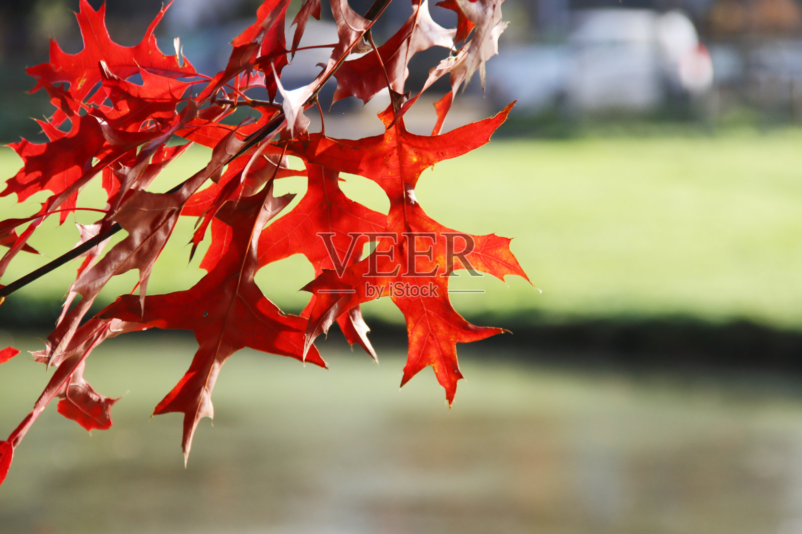 橡子树的红叶在早晨的阳光下湿漉漉的照片摄影图片