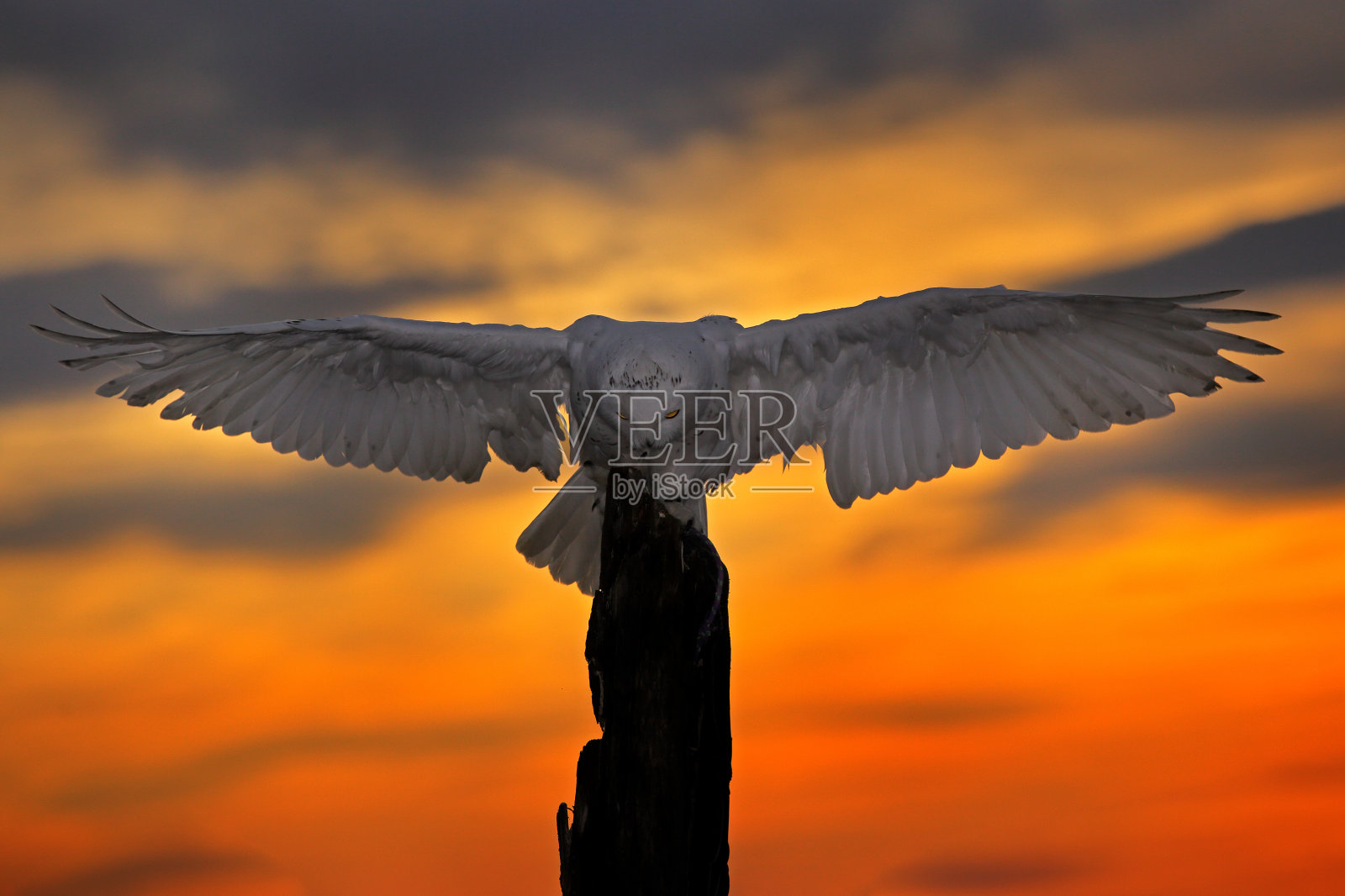 美丽的日落天空与飞翔的猫头鹰。加拿大马尼托巴省，栖息在树干上的珍稀鸟类雪鸮。大自然的野生动物景象。照片摄影图片