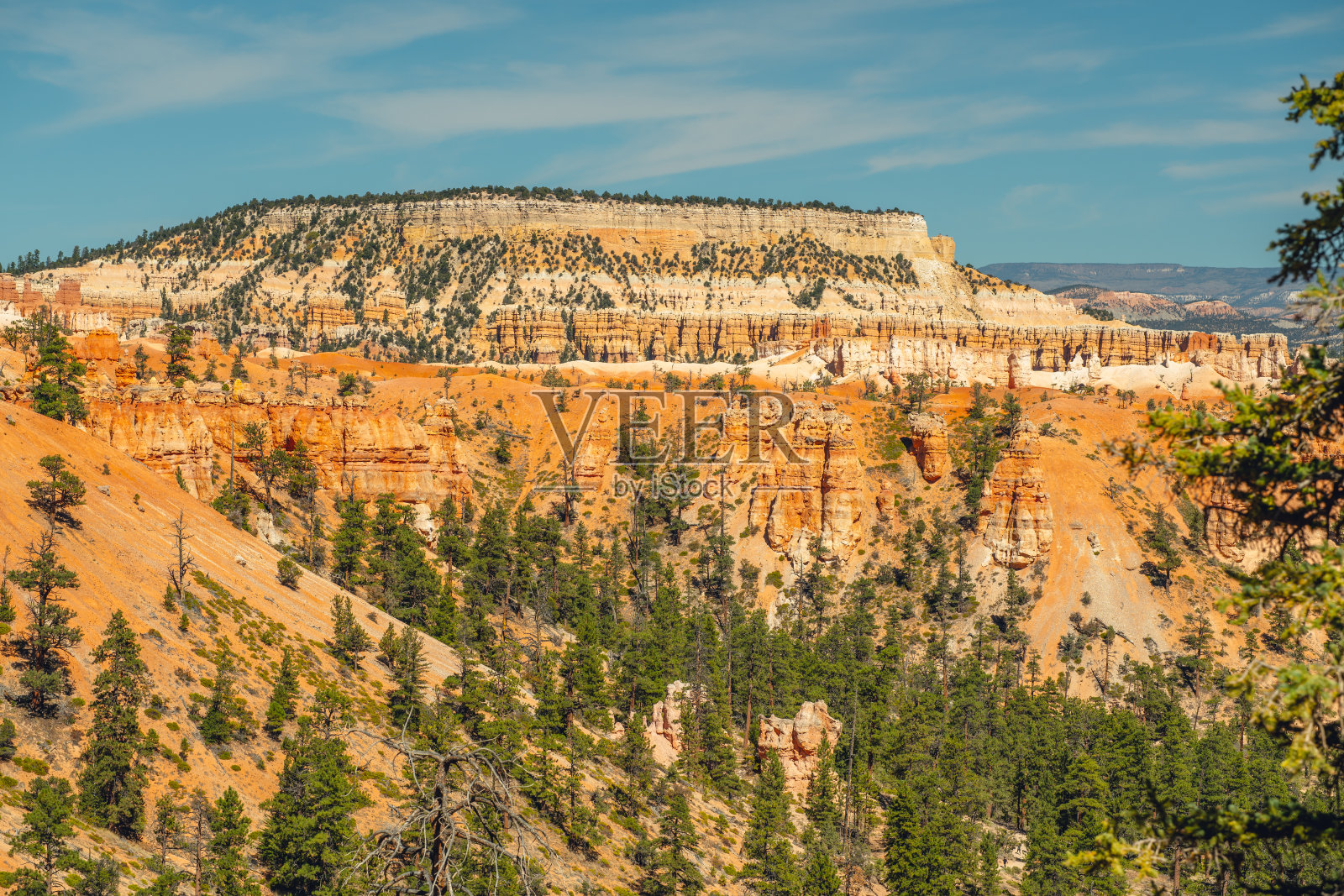 布莱斯峡谷国家公园圆形剧场。砂岩的塔尖和松树林与美丽的蓝天背景照片摄影图片