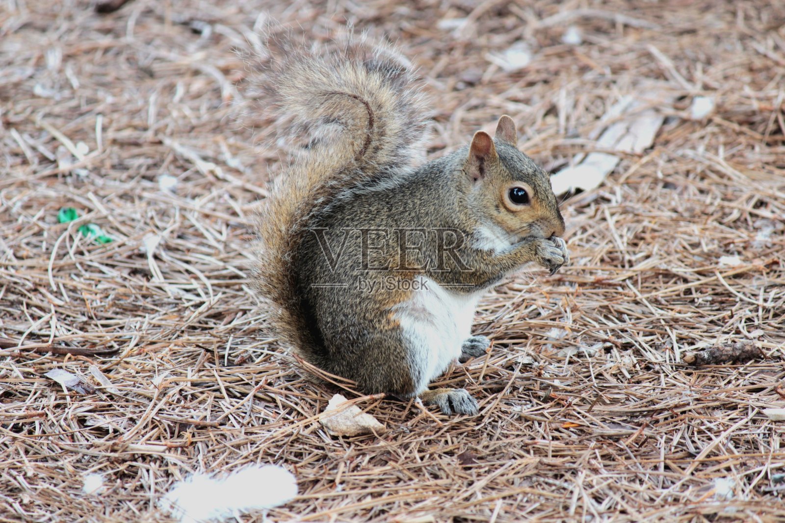 松鼠照片摄影图片
