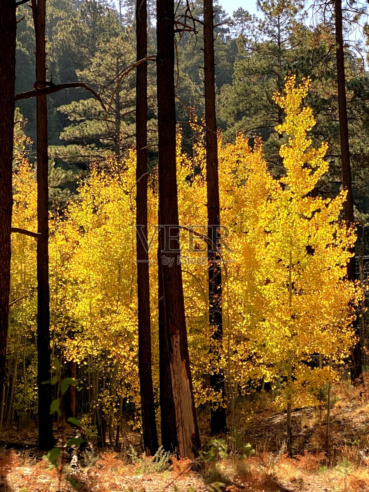 莱蒙山秋天的颜色照片摄影图片