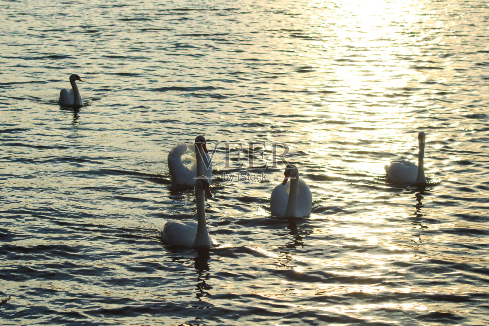 一个美丽的哑巴天鹅在湖上的特写。照片摄影图片