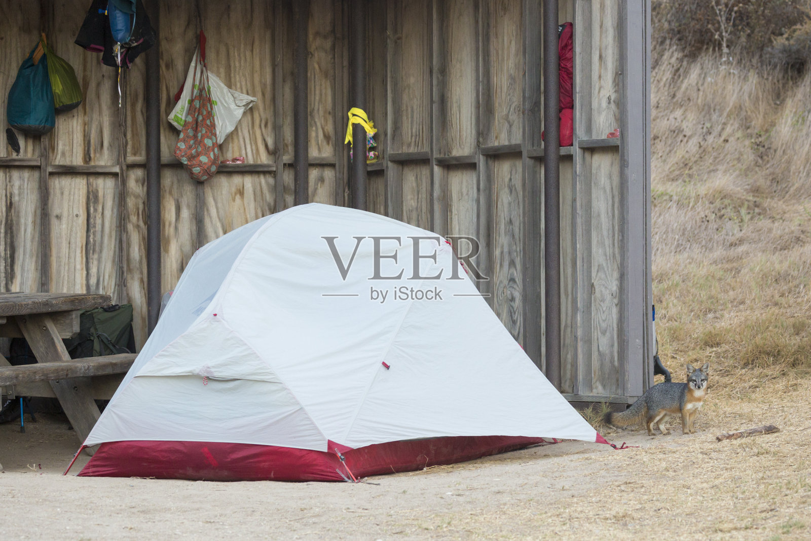海峡群岛国家公园中罕见的岛狐照片摄影图片