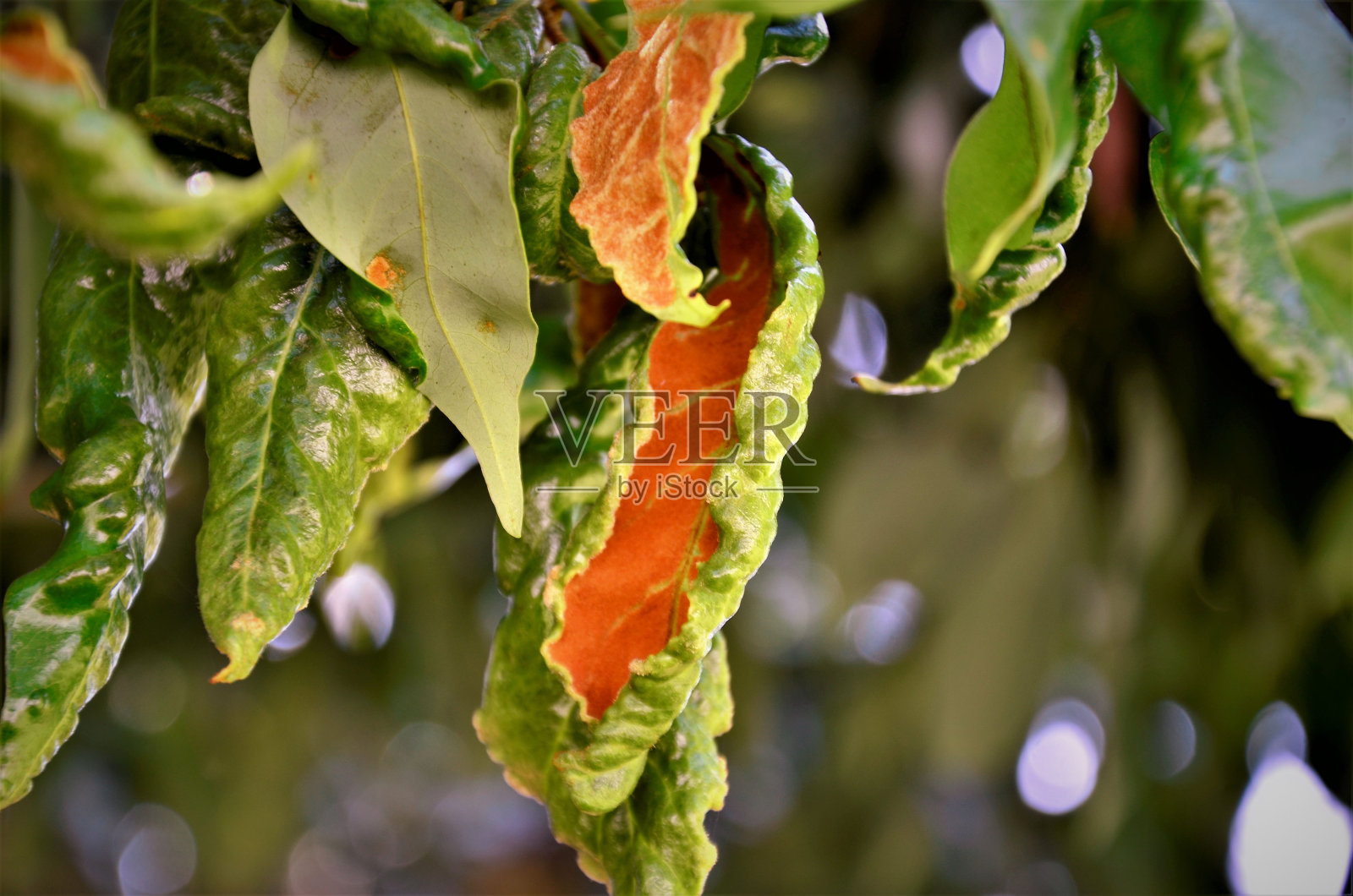 荔枝叶螨缺陷的详细资料照片摄影图片