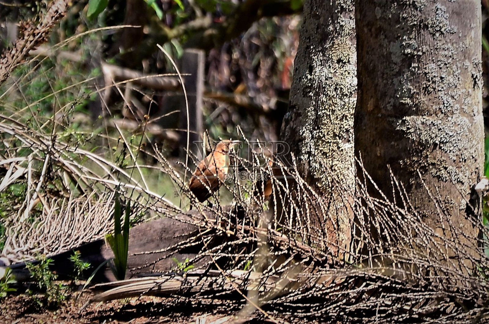 棕色的鸟在椰子树中间的小树枝上照片摄影图片