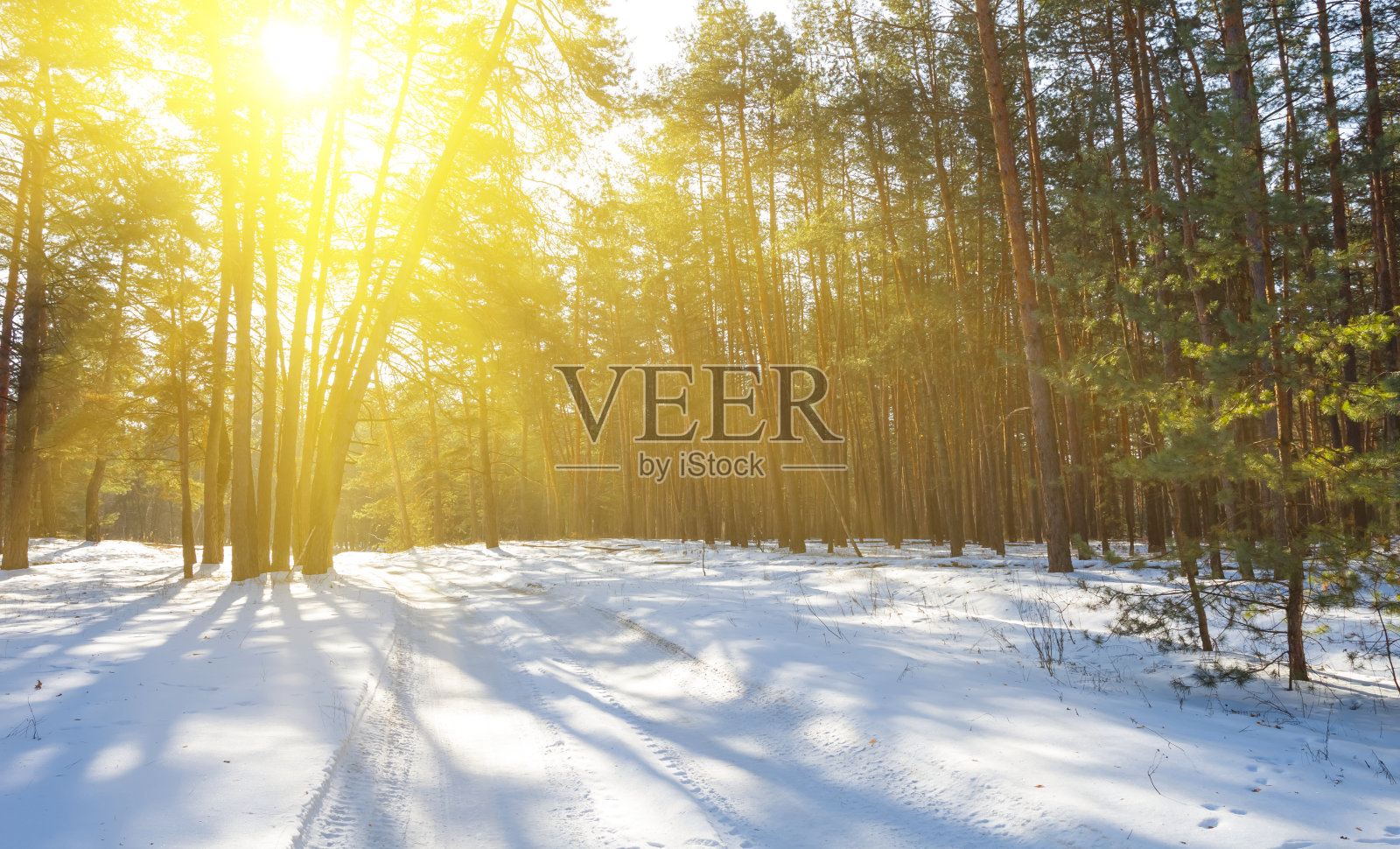 冬天被雪封的森林在阳光下照片摄影图片