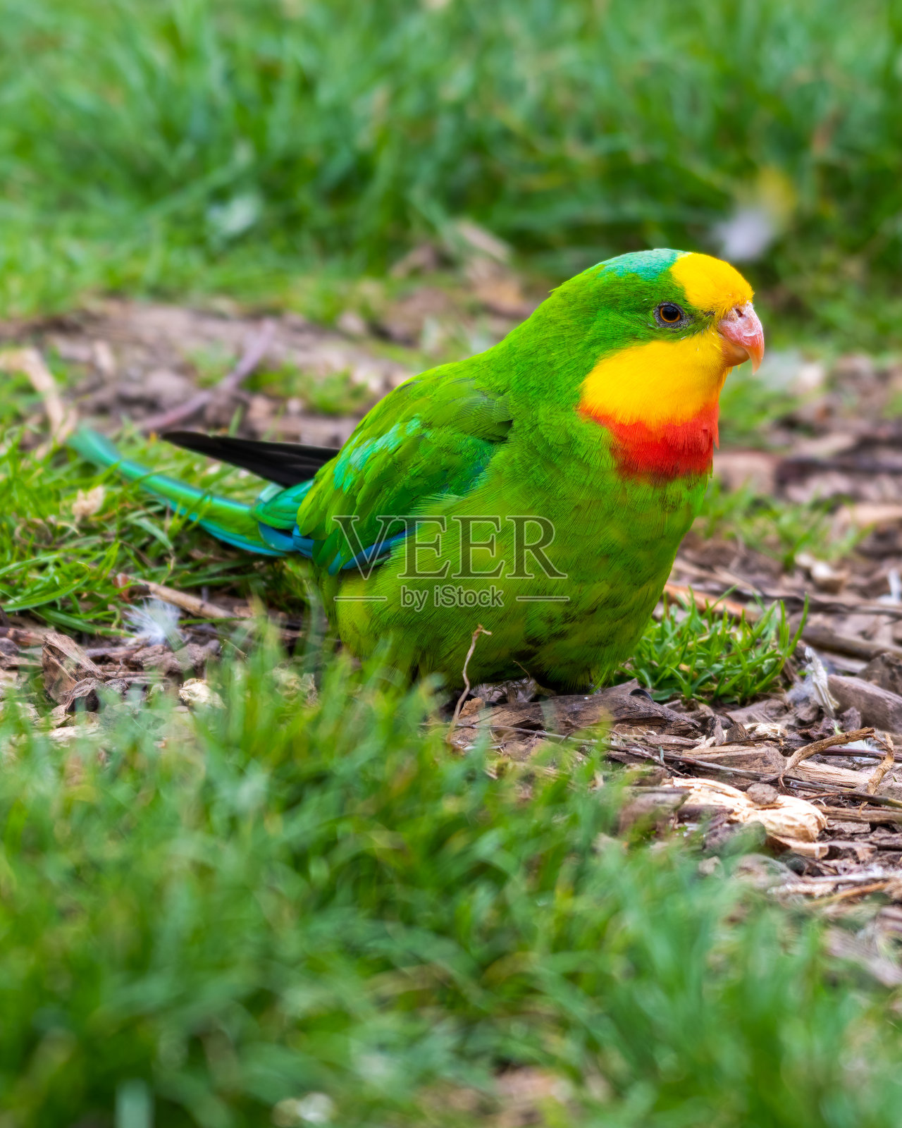 Barraband又名超级鹦鹉在地上觅食照片摄影图片