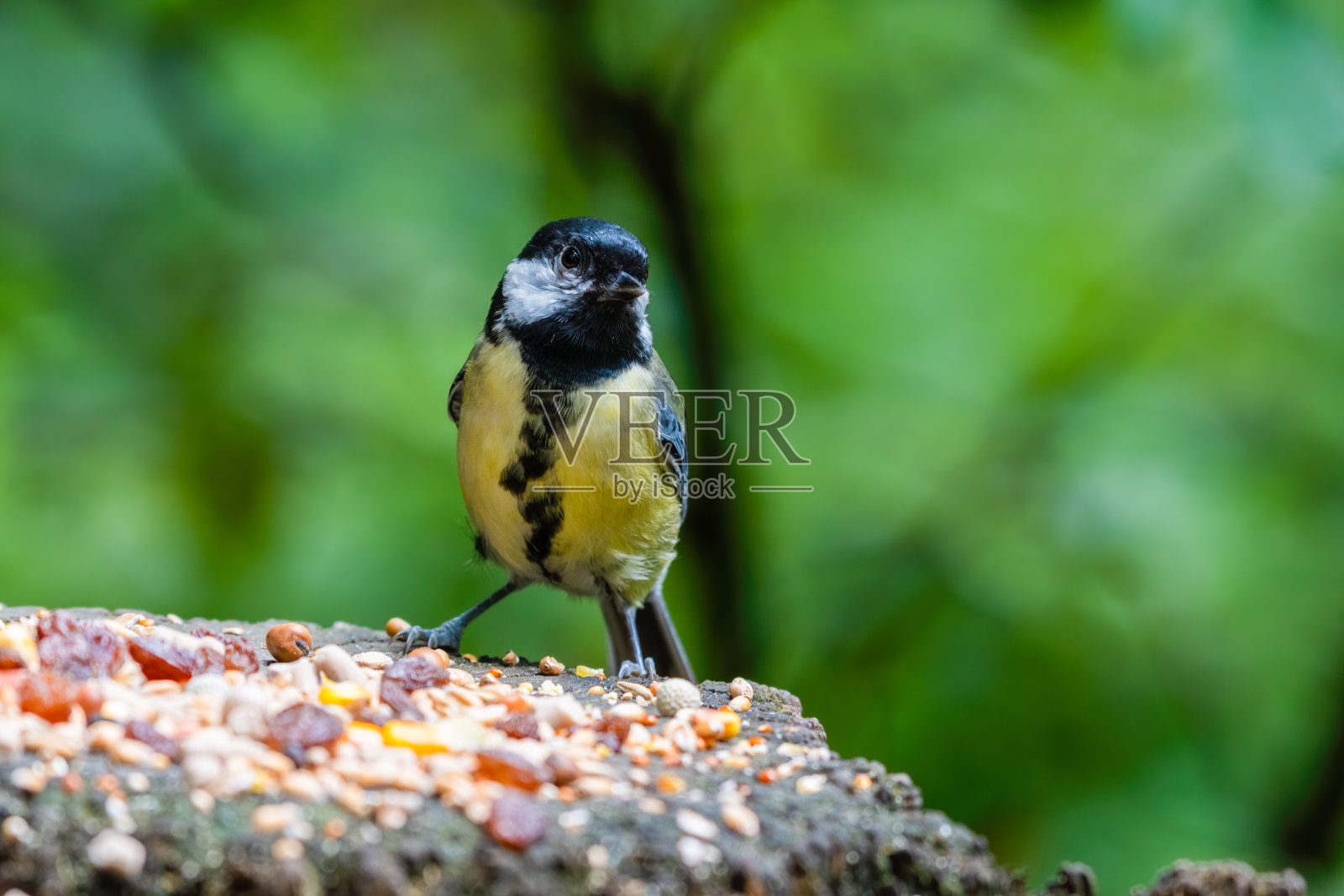 寻找食物的大山雀照片摄影图片