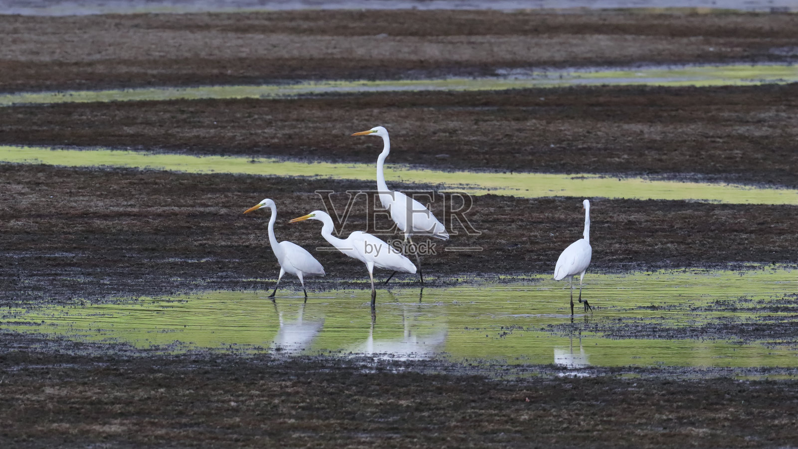 白鹭(白鹭)照片摄影图片