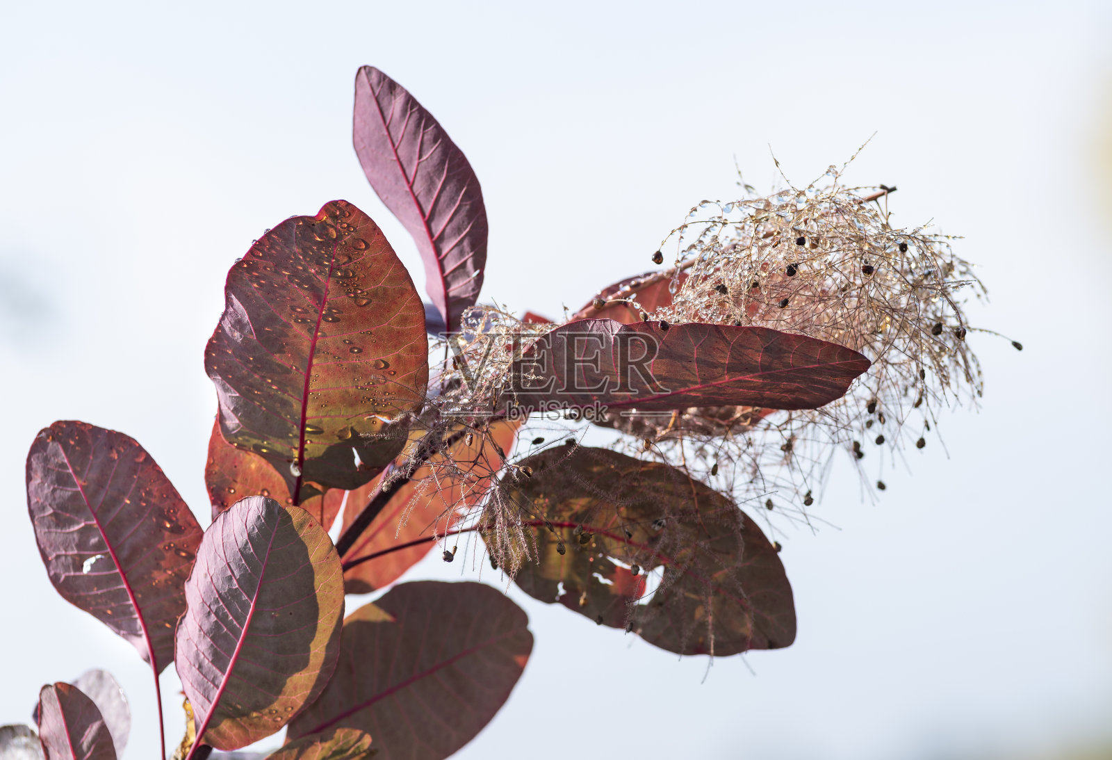 黄栌叶和花照片摄影图片