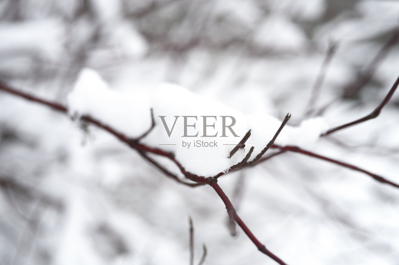 雪躺在冬天白雪覆盖的森林里的一根红树枝上照片摄影图片