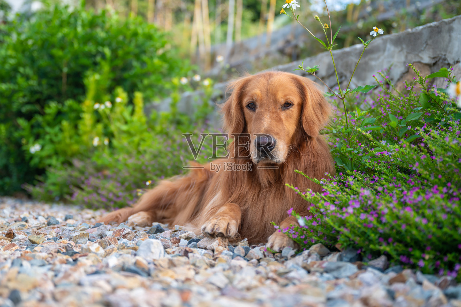 金毛躺在地上，户外射击照片摄影图片
